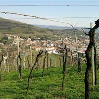 Gambellara dai vigneti Menti