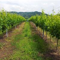 Uva Glera nella Tenuta Rivalonga