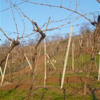 Tenuta Rivalonga - particolare