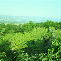 View of Costeline vineyards