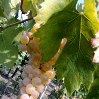 Uva Garganega nei vigneti Menti