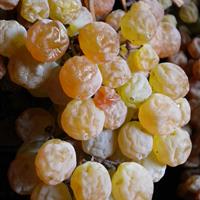 Uva Garganega in appassimento su picaio